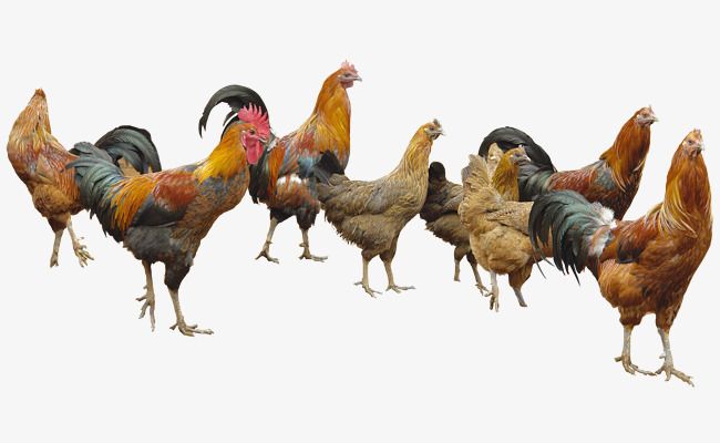 Chickens